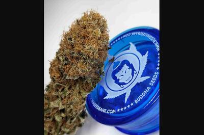 Cómo cultivar cogollos de marihuana premium?